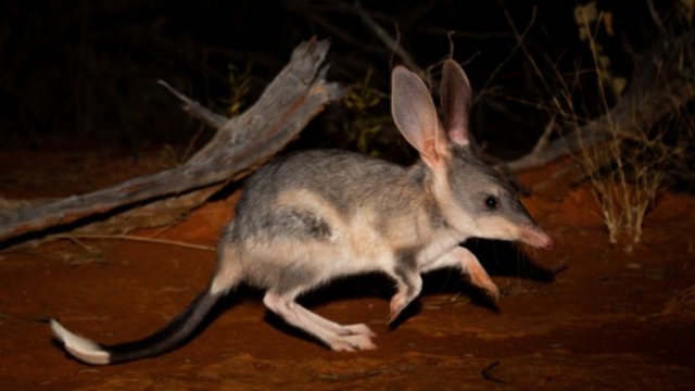 Donate to Save the Bilby before July 1