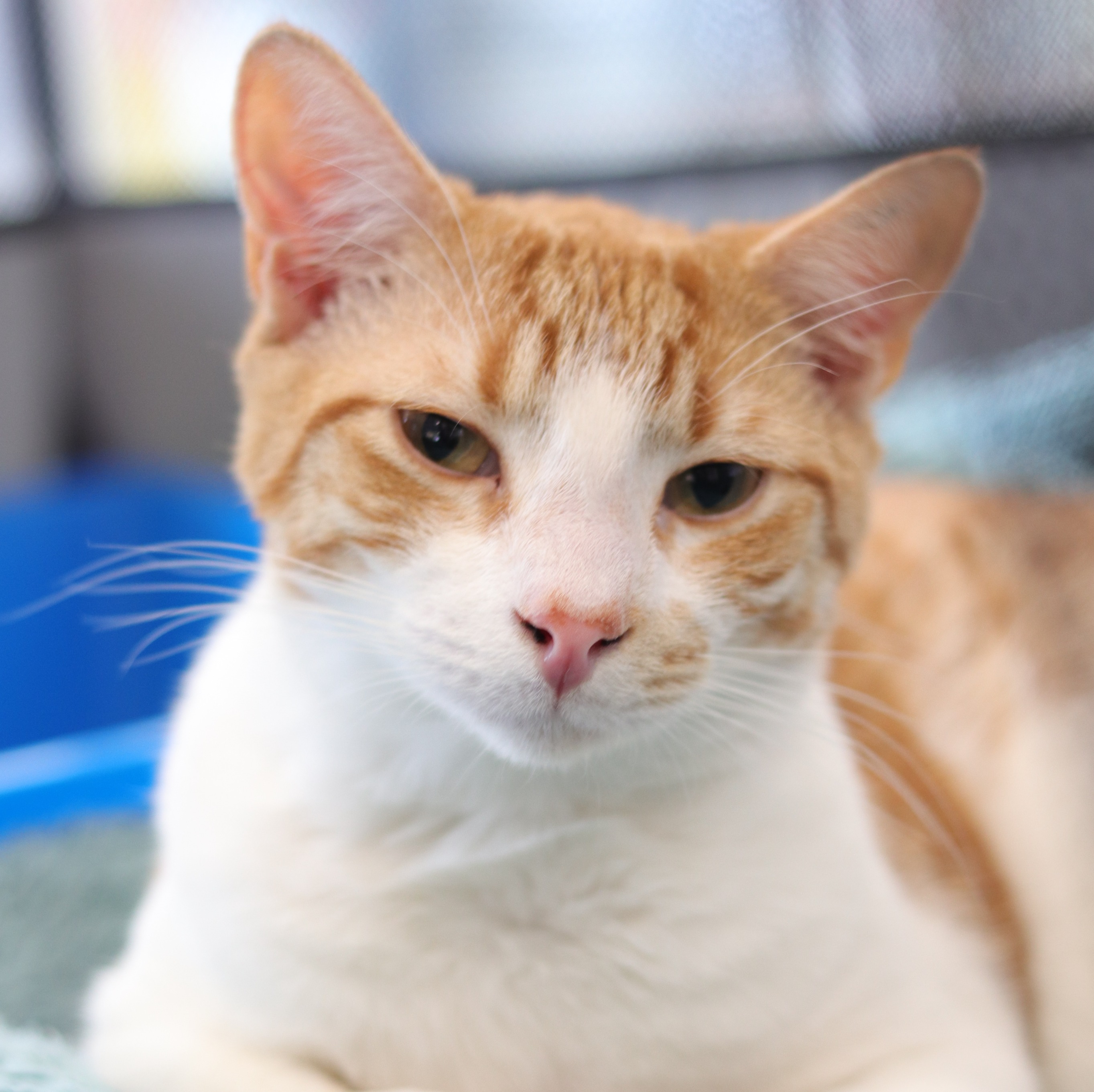 dollar-handle image 1