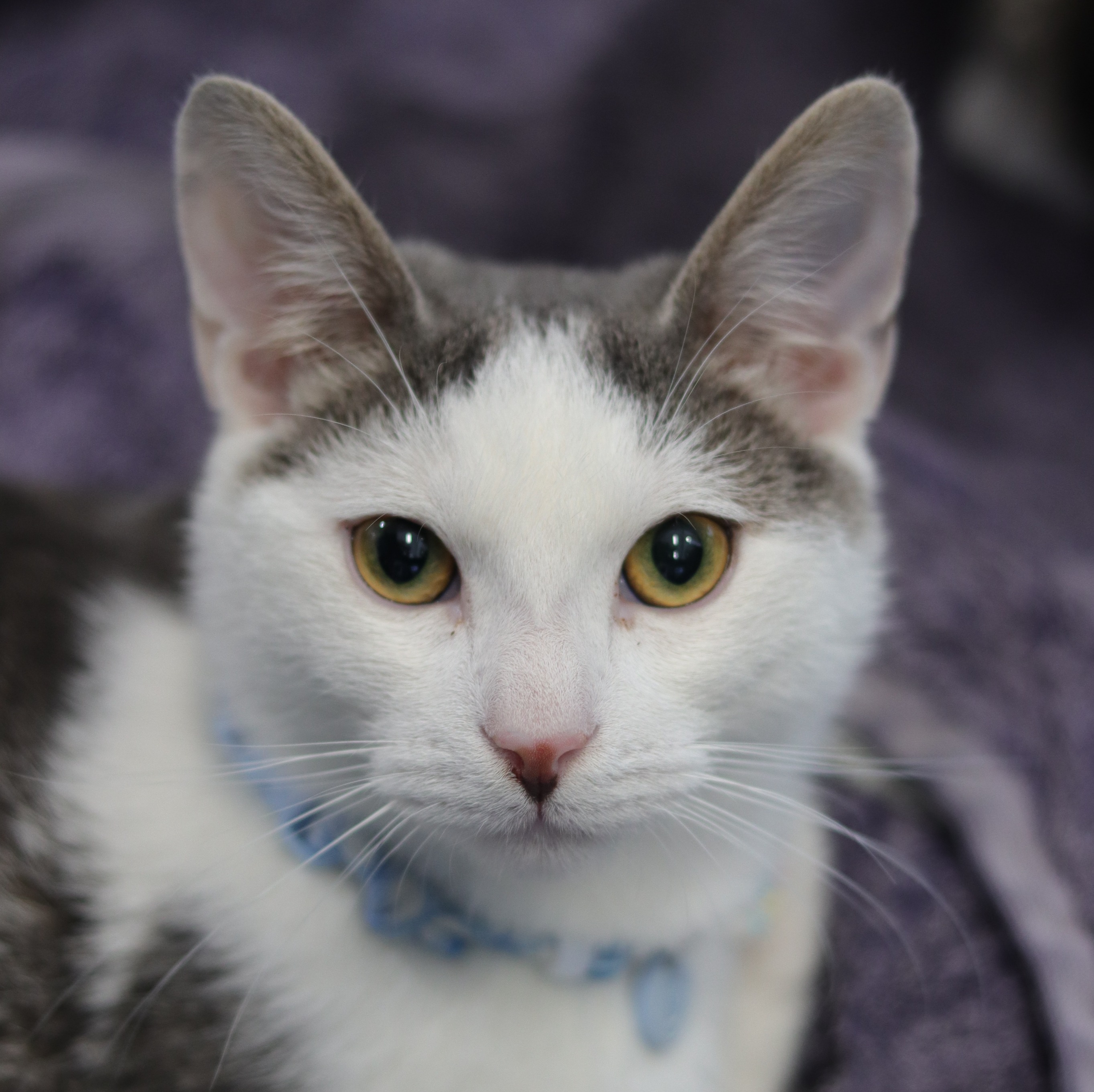 dollar-handle image 5