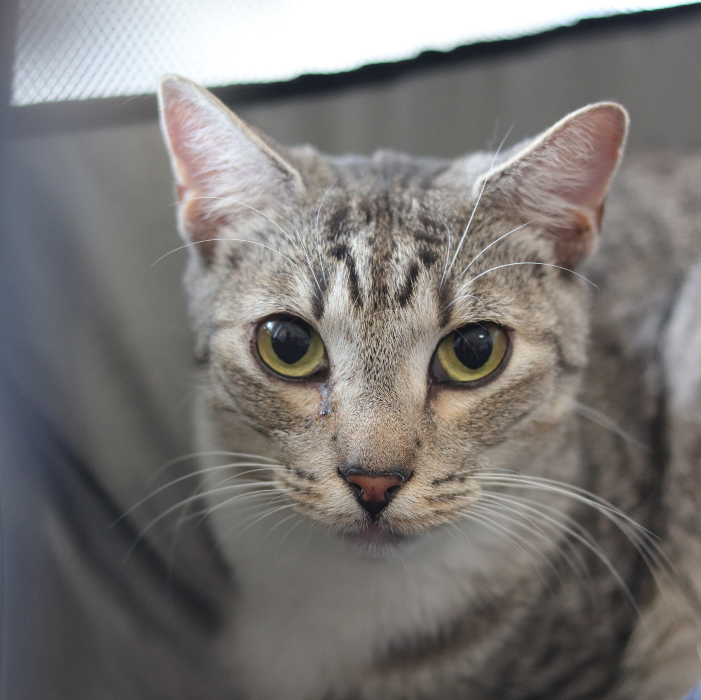 dollar-handle image 3