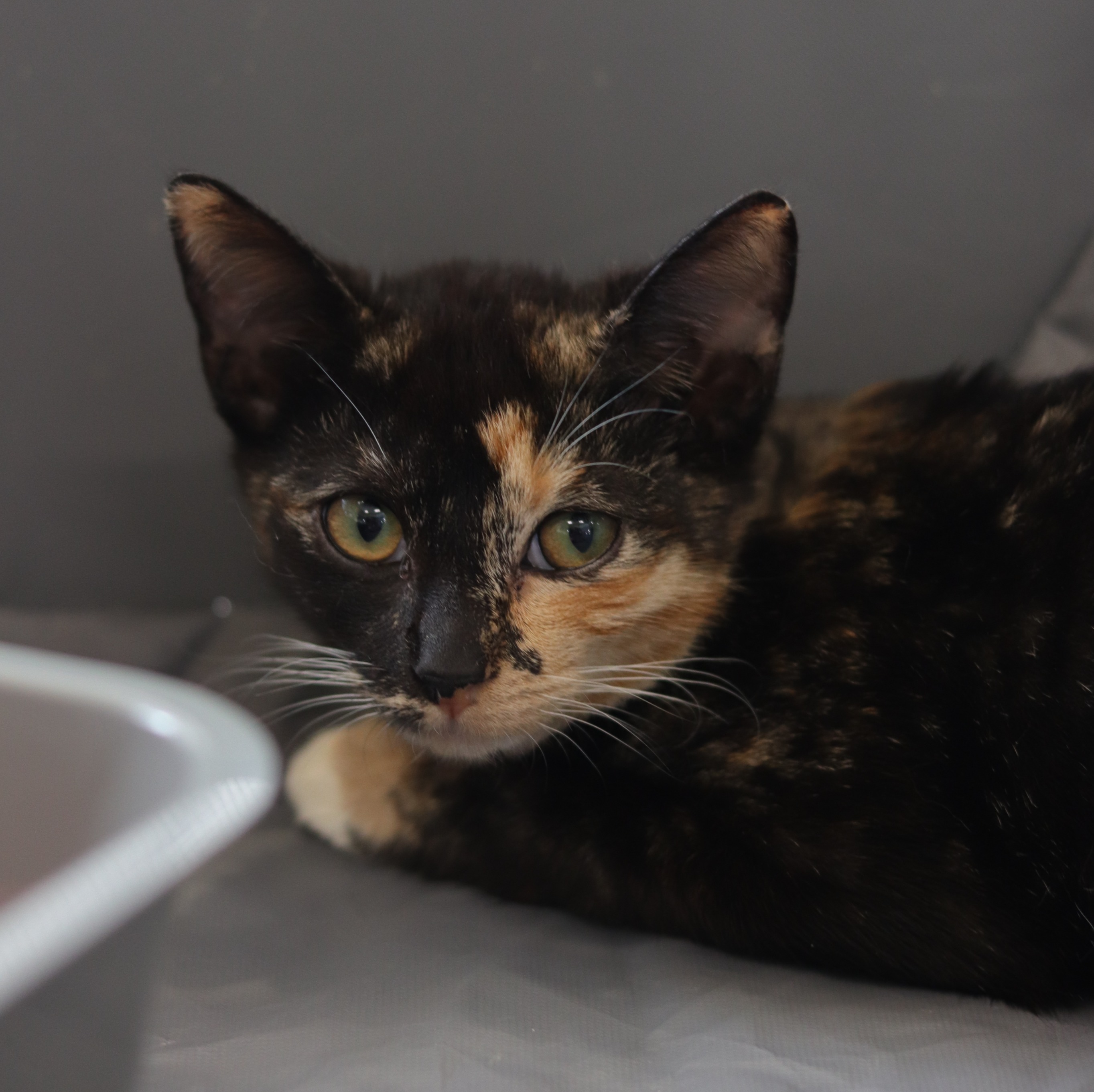 dollar-handle image 0