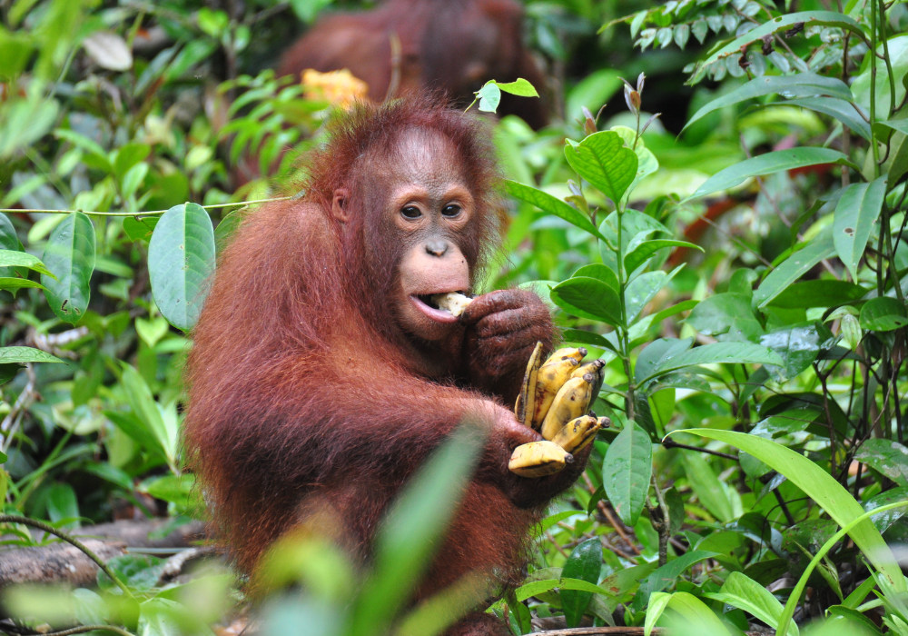 dollar-handle image 0