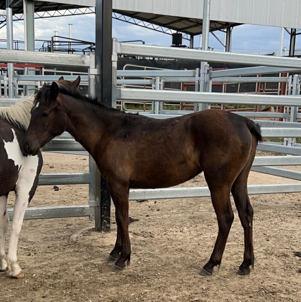 Donate to Save a Horse Australia