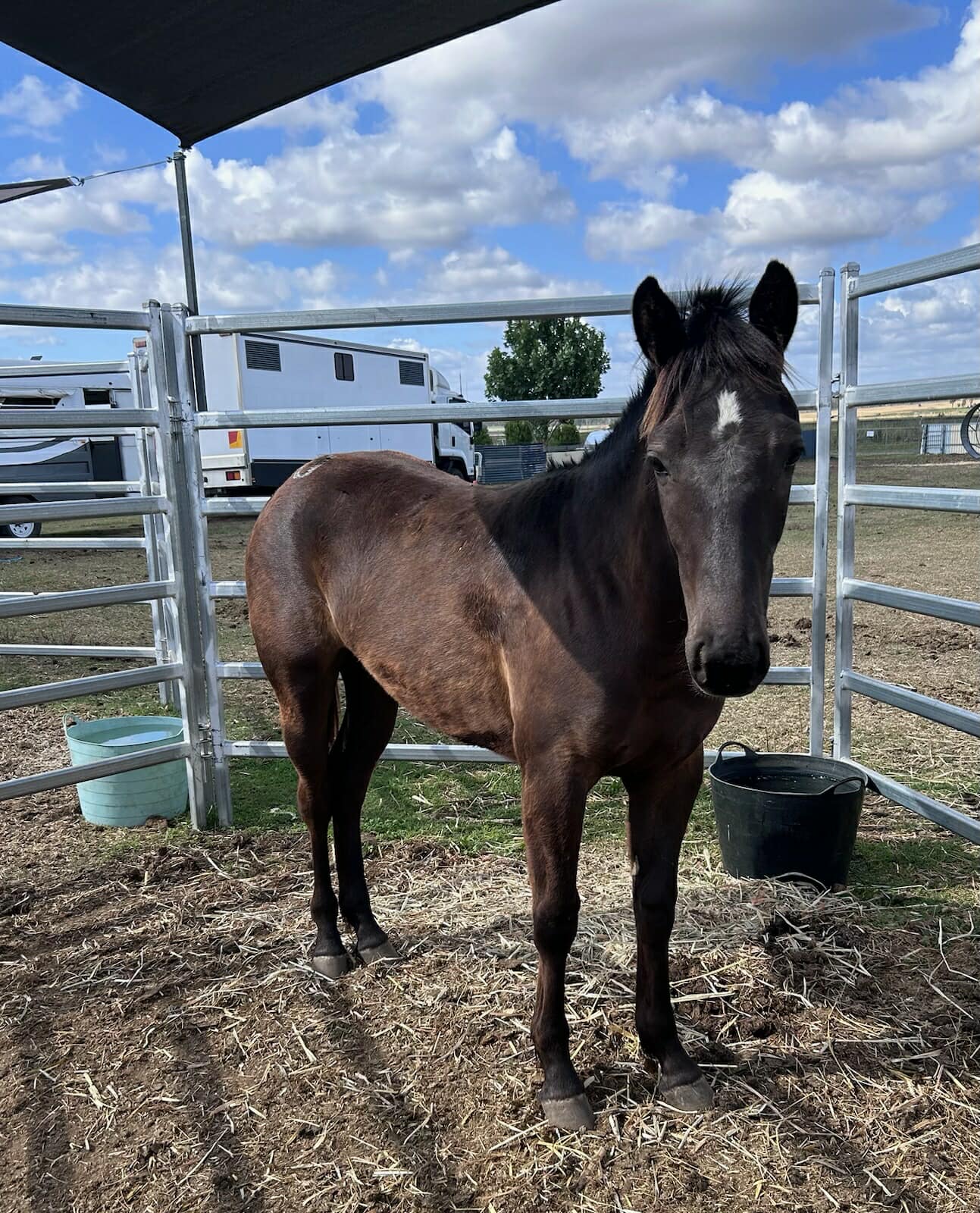 Donate to Save a Horse Australia