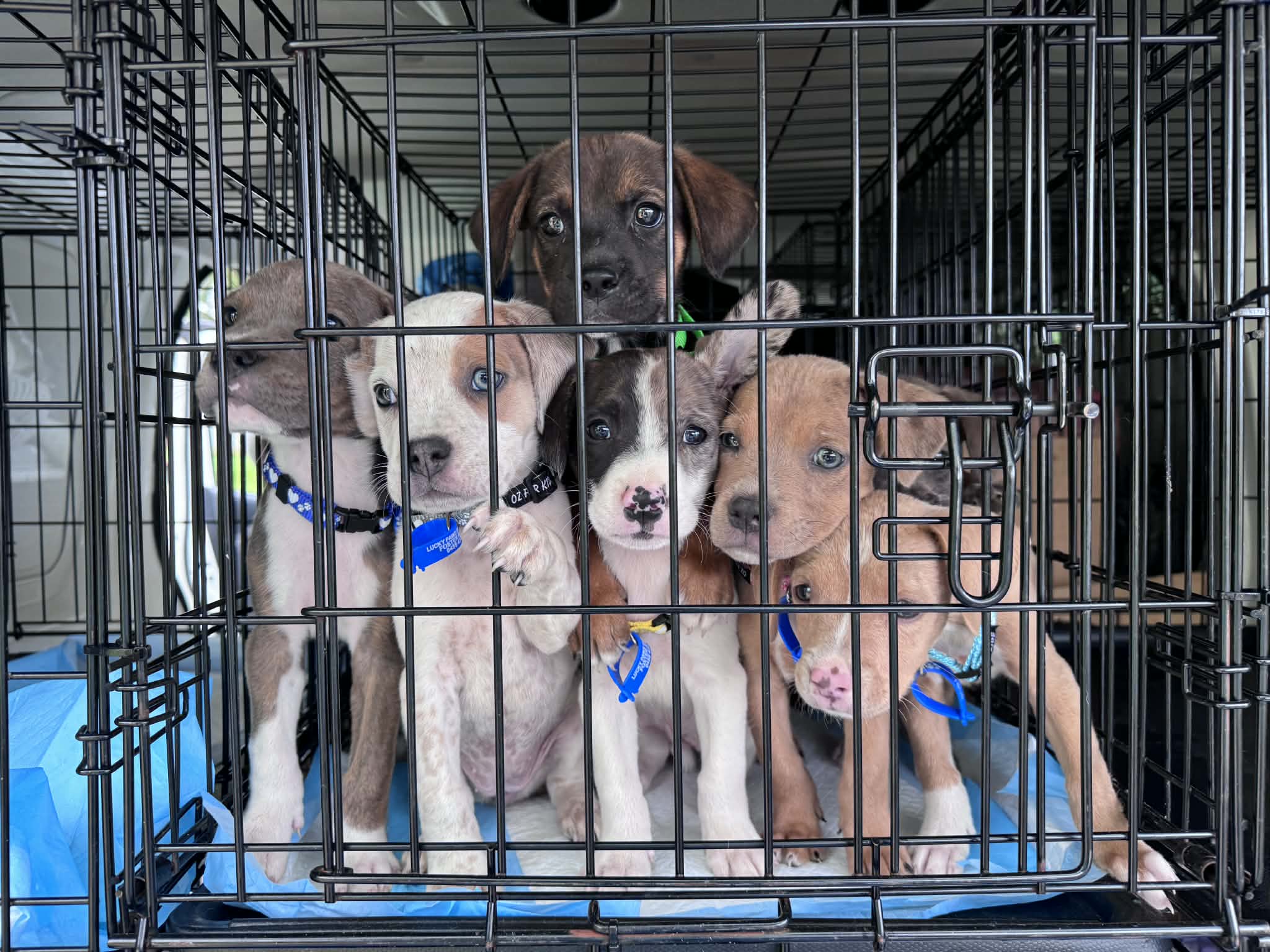 Pups Rescue Help Donate to Lucky Paws Dog Rescue